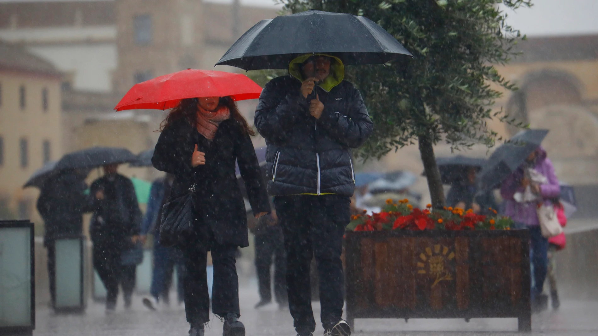 Unas personas se protegen con paraguas de la lluvia mientras caminan por el puente romano de Córdoba