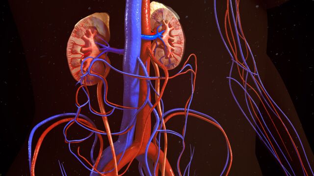 En la década 2006-2016, la enfermedad renal crónica fue la segunda patología que más creció tras el alzhéimer / DREAMSTIME
