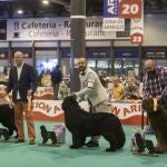 La feria celebrará el concurso de perro joven y habrá talleres y cursos para los niños