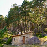 Pinar de Covaleda, el más grande de Europa