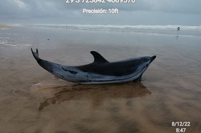 Imagen del delfín varado en la playa del Parque Nacional de Doñana