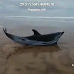 Imagen del delfín varado en la playa del Parque Nacional de Doñana