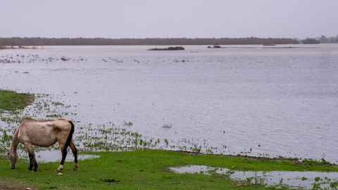 Una zona de las marismas en El Rocío (Huelva). EFE/Julián Pérez
