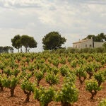 Bodegas Hispano+Suizas cuenta con 86 hectáreas de viñedo propio, de las cuales 71 están situadas alrededor de la bodega y 15 más que se encuentran a 500 m de las instalaciones.