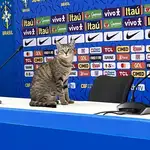El gato que se coló en la rueda de prensa de Vinicius