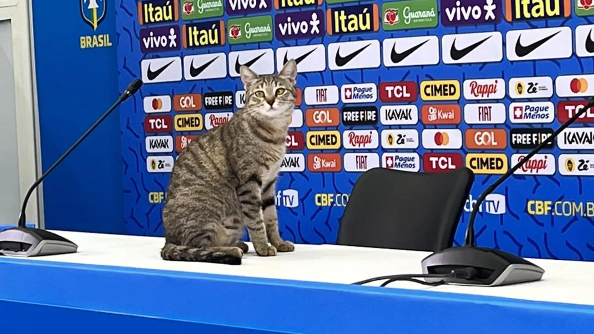 El gato que se coló en la rueda de prensa de Vinicius
