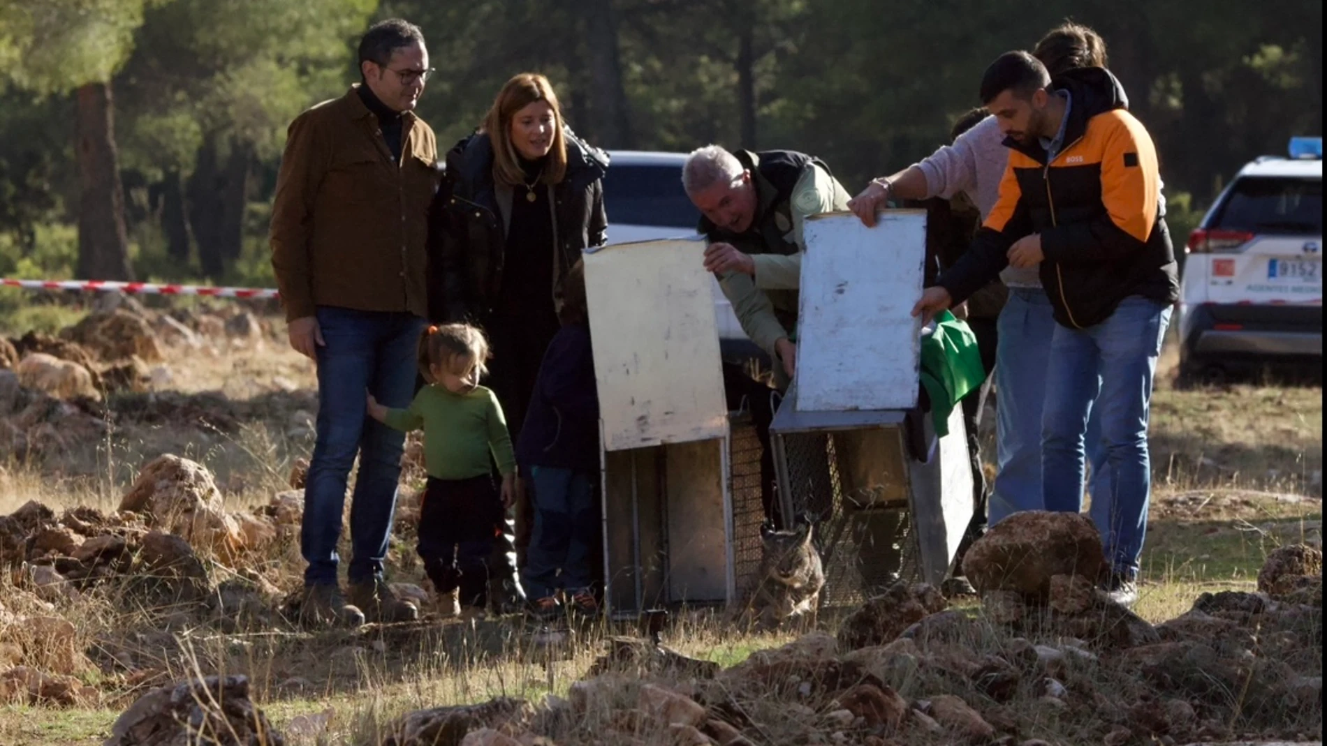 Suelta de linces en Sierra Arana. JUNTA