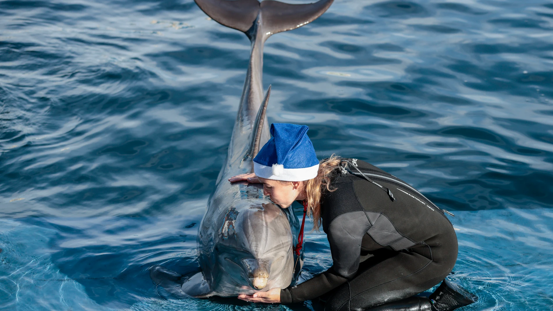 Una cuidadora del Oceanográfico de Valencia junto a uno de los delfines durante la presentación del programa del acuario para estas navidades