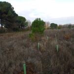 Fafcyle presenta en su plan estratégico cuatrienal medidas para avanzar en una política forestal más enfocada a la gestión forestal sostenible