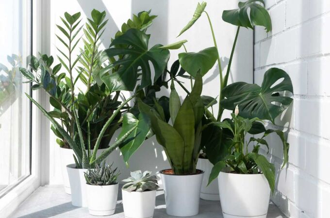 Las plantas pueden ser tus grandes aliadas para purificar el aire de tu hogar