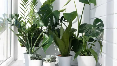 Las plantas pueden ser tus grandes aliadas para purificar el aire de tu hogar