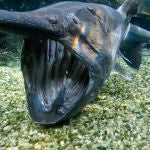 Pez espátula en el Oceanogràfic de Valencia