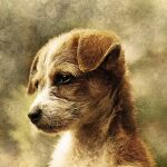 Representación artística de un cachorro de Canis lupus familiaris.