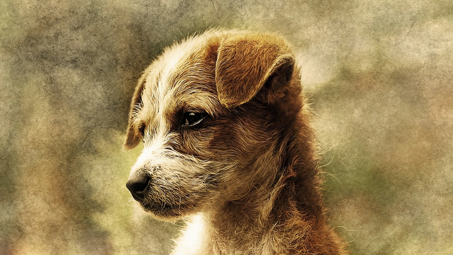Representación artística de un cachorro de Canis lupus familiaris.