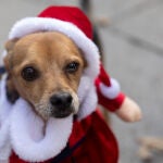 Un perro en la décima Sanperrestre, en la Plaza de Cibeles, a 30 de diciembre de 2022, en Madrid (España). La Sanperrestre se ha convertido en una tradición de la Navidad madrileña para todos aquellos que conviven con perros o quieren ayudarles. No es una carrera porque no hay cronómetros, ni ganadores, ni medallas, pero sí una meta: la de disfrutar con mascotas de un paseo por el Madrid histórico y acabar comiéndo las uvas de fin de año.30 DICIEMBRE 2022;MADRID;DÉCIMA SAN PERRESTRE;PLAZA DE CIBELES;TRADICION NAVIDADEduardo Parra / Europa Press30/12/2022