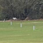 Captura de vídeo que muestra a un felino blanco de grandes dimensiones en una zona de Los Barrios (Cádiz).AYUNTAMIENTO DE LOS BARRIOS02/01/2023