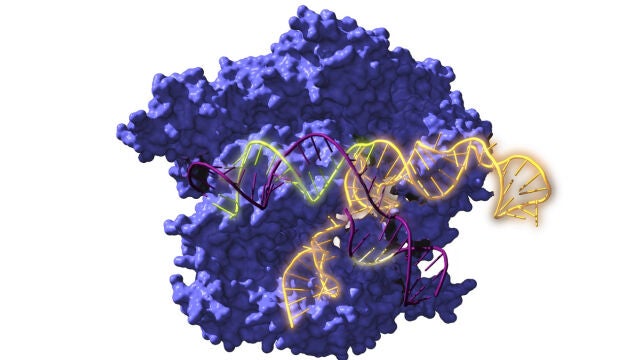 Un viaje en el tiempo usando tecnologías bioinformáticas permitió reconstruir proteínas de hace 2.600 millones de años, que son los ancestros del sistema de edición genética CRISPR/Cas y que tienen la misma capacidad de editar los genes que los actuales, siendo incluso más versátiles