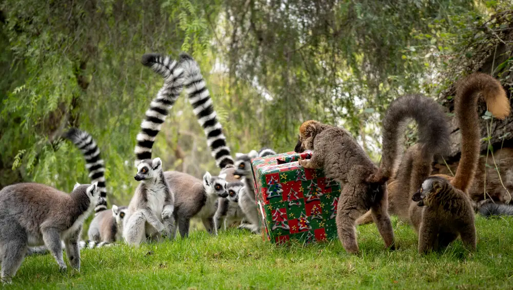 Algunos de los animales de Bioparc participan en la recogida de regalos
