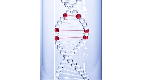 ADN