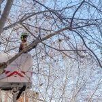 Un operario poda las ramas de un árbol en la Avenida Reina Victoria de Cartagena