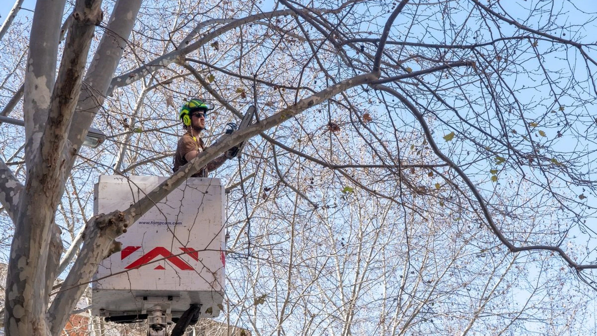 Un operario poda las ramas de un árbol en la Avenida Reina Victoria de Cartagena