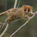 Lémur ratón rojizo (Microcebus rufus) en una rama de un árbol, se trata de una de las 107 especies de lémur que habitan Madagascar.