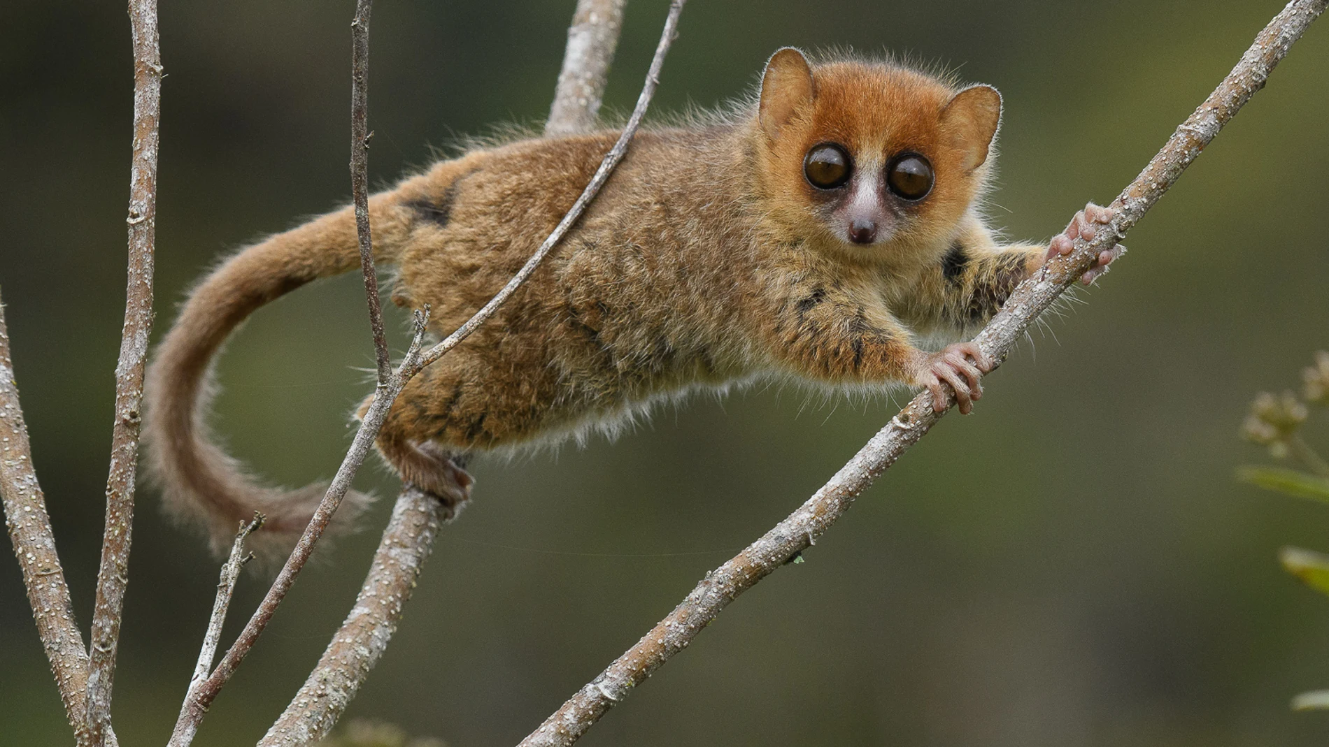 Lémur ratón rojizo (Microcebus rufus) en una rama de un árbol, se trata de una de las 107 especies de lémur que habitan Madagascar.