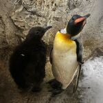 Una cría de pingüino rey ha engrosado la familia de especies que habita en el zoo Selwo Marina de Benalmádena (Málaga), un parque que alberga el único pingüinario de Andalucía y reabrirá el próximo 17 de febrero. EFE/Selwo Marina