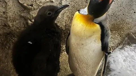 Una cría de pingüino rey ha engrosado la familia de especies que habita en el zoo Selwo Marina de Benalmádena (Málaga), un parque que alberga el único pingüinario de Andalucía y reabrirá el próximo 17 de febrero. EFE/Selwo Marina