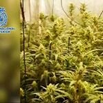 Una de las plantaciones halladas por la Policía