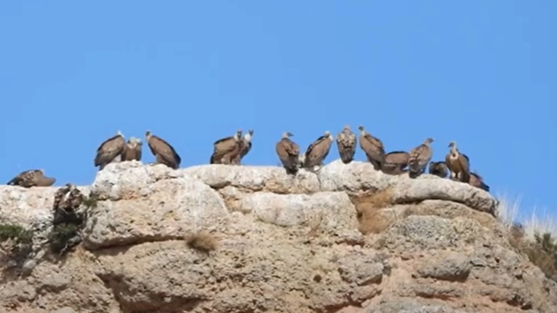 Ejemplares de buitre leonado en las inmediaciones del Refugio de Montejo de la Vega (Segovia)