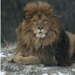 Un ejemplar de león del Atlas (Internet)