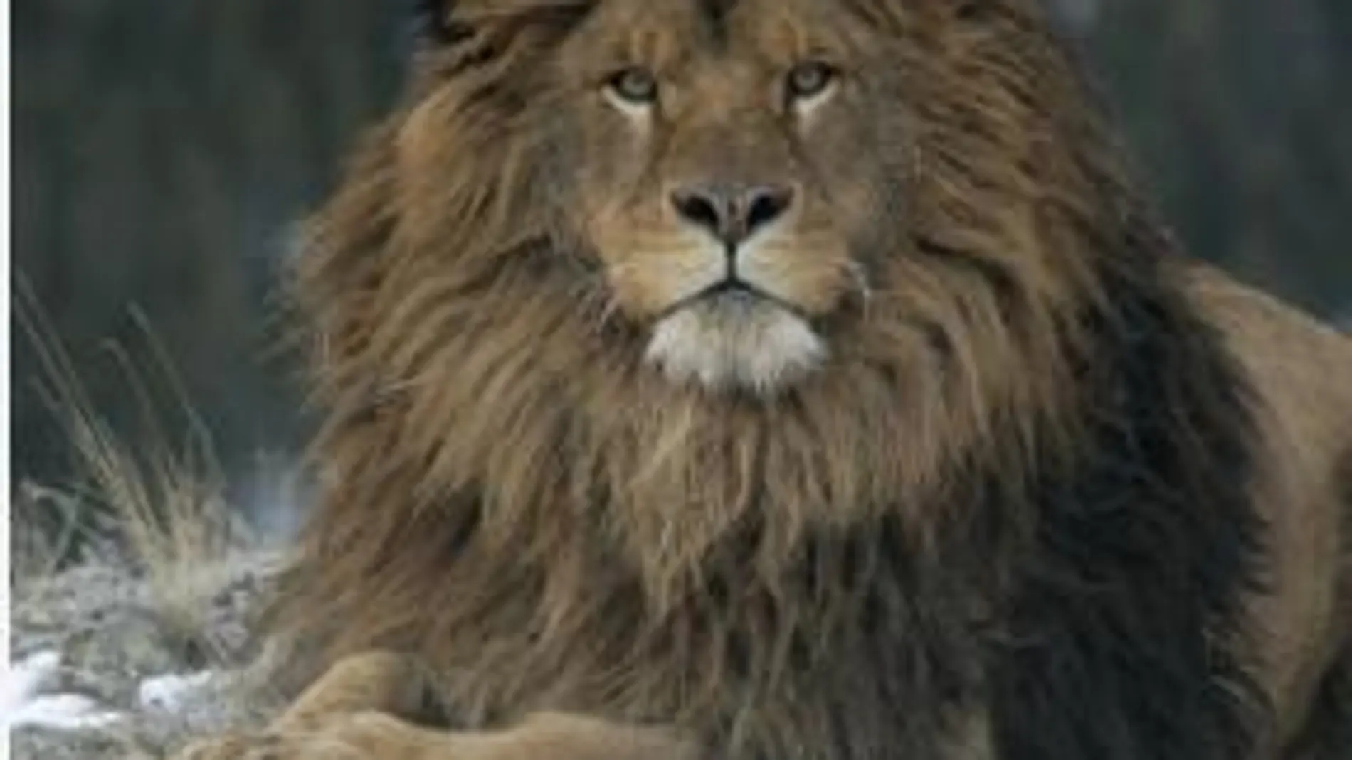 Marruecos conserva en el zoológico de Rabat 38 leones del Atlas,  extinguidos en libertad
