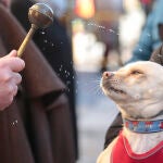 Bendición de animales en León con motivo de la festividad de San Antón