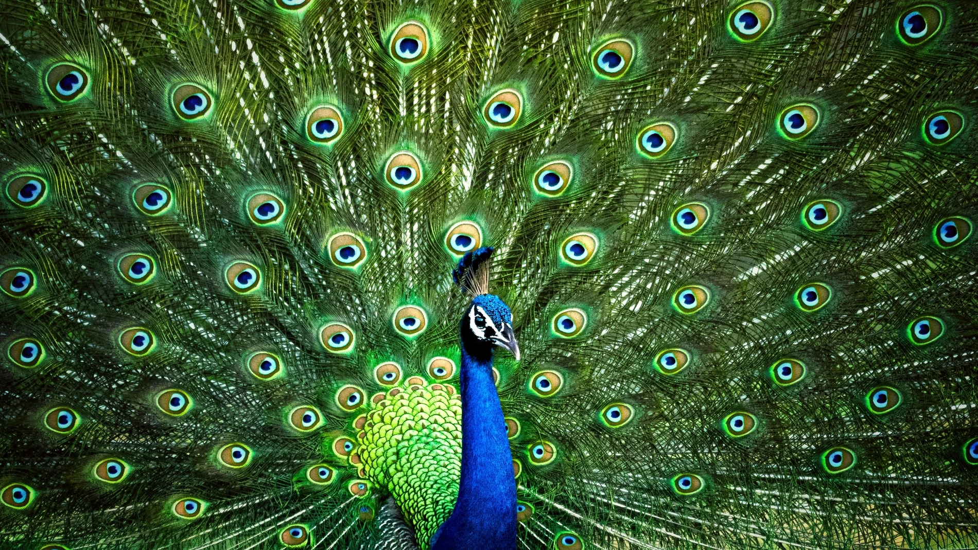 Pavo real (Pavo cristatus) mostrando su plumaje