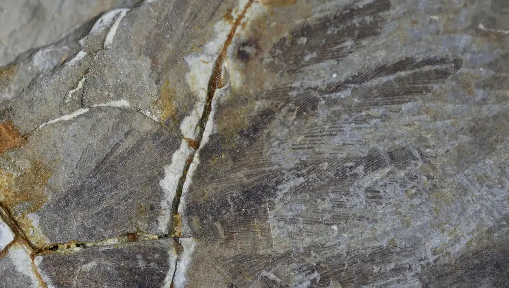 El fósil de Sapeornis chaoyangensis fotografiado por Xuwei Yin en el Museo de Historia Natural de Shangdong Tianyu.