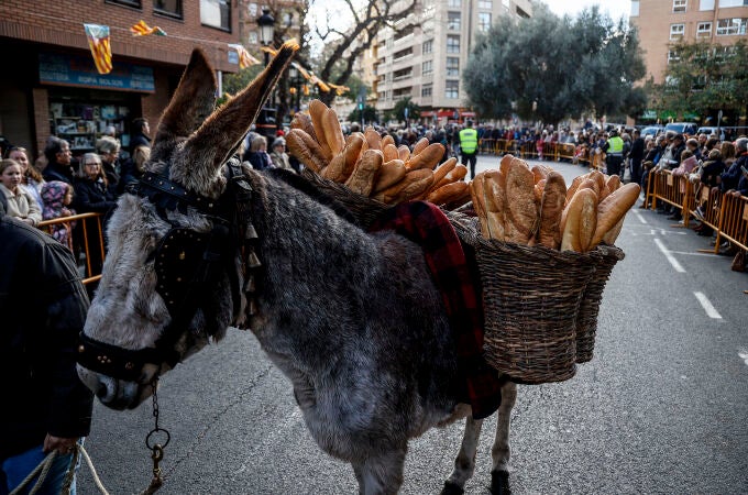Un burro lleva pan durante la tradicional bendición y desfile de animales con motivo de la festividad de San Antonio Abad