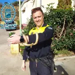 Serpiente Rey de Florida recuperada en una vivienda en Málaga capital.POLICÍA LOCAL DE MÁLAGA18/01/2023