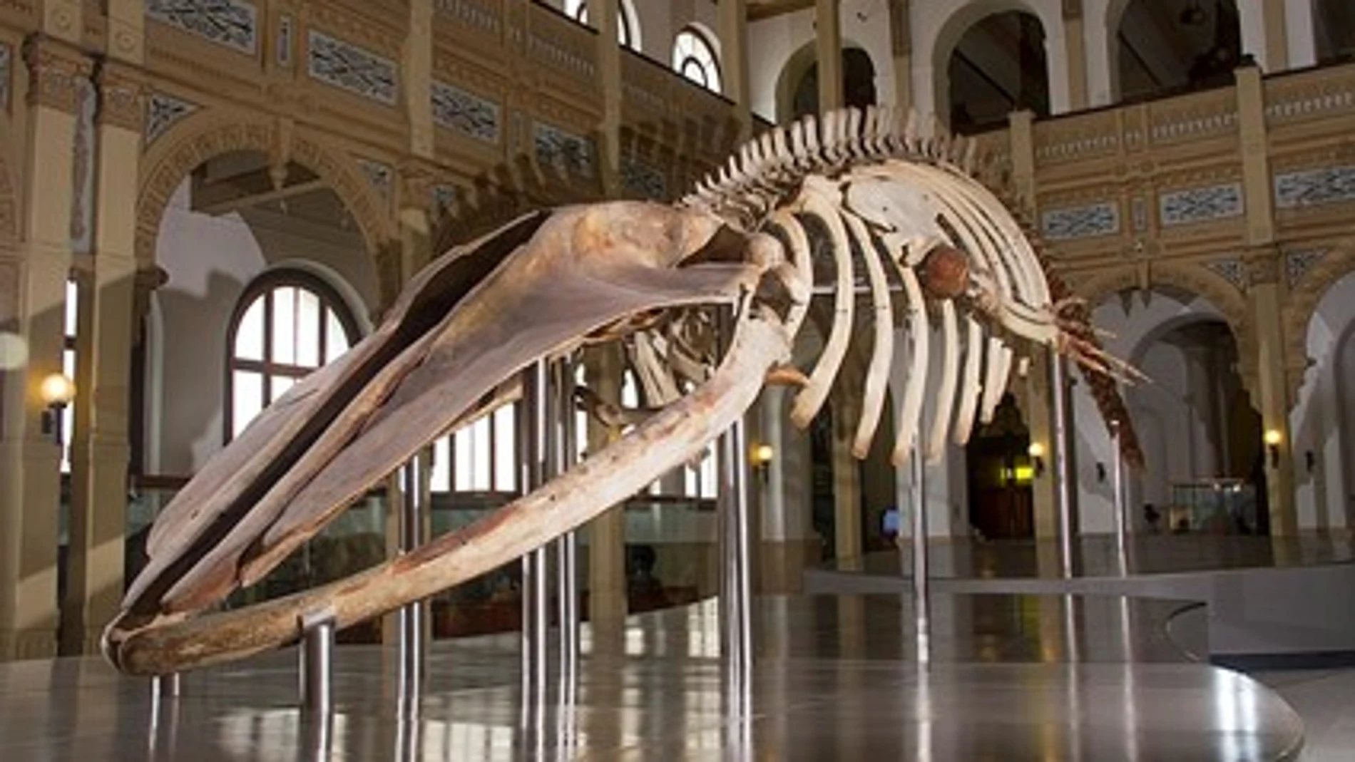 Esqueleto de balaenoptera borealis o rorcual, ubicado en el salón central del Museo Nacional de Historia Natural de Chile.
