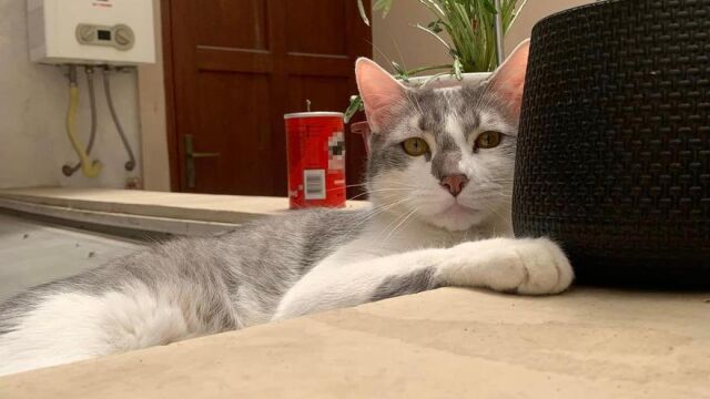 "Tito", el gato de Andrea Iturre extraviado