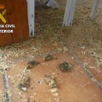 Estado en el que los agentes del Seprona encontraron la tienda de animales situada en la zona norte de la isla de Tenerife, donde varios conejos y hámster fallecieron de inanición