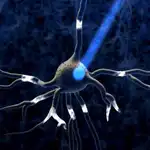 La optogenética combina ingeniería genética y óptica para encender o apagar neuronas a voluntad
