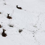 Imagen de archivo de un grupo de ciervos tumbados sobre la nieve en el puerto de Belate (Navarra)