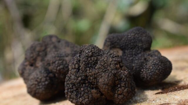 La trufa negra, producto estrella de la tierra