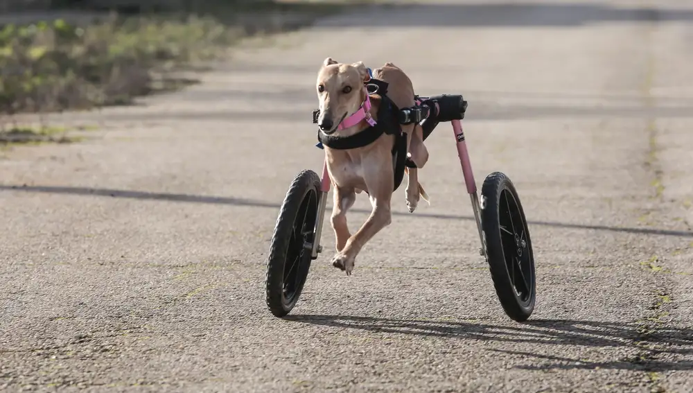 Uno de los perros de la Asociación Galgos de León necesita ayuda por un problema en las patas traseras