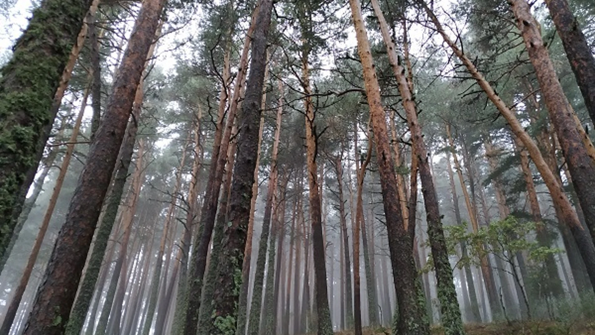 La investigación tuvo como objeto de estudio tres especies de pino de Castilla y León