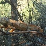 Iguana capturada por la Policía Local de Málaga