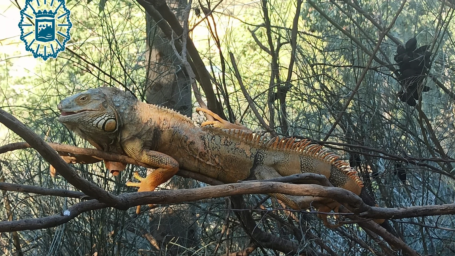 Iguana capturada por la Policía Local de Málaga