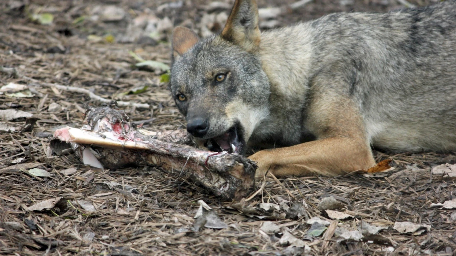 Lobo comiendo carne, en imagen de recurso