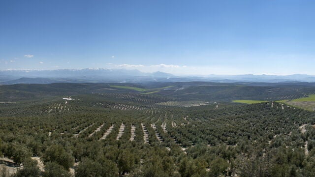Paisaje de un olivar andaluz